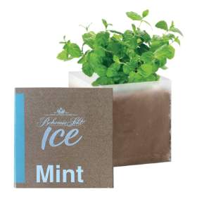 Bohemia Sekt ICE semínka máty